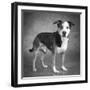 Portrait of a mixed Dog-Panoramic Images-Framed Photographic Print