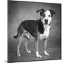 Portrait of a mixed Dog-Panoramic Images-Mounted Photographic Print