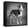 Portrait of a mixed Dog-Panoramic Images-Framed Stretched Canvas