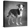 Portrait of a mixed Dog-Panoramic Images-Stretched Canvas