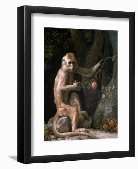 Portrait of a Monkey Dated 1774-George Stubbs-Framed Giclee Print