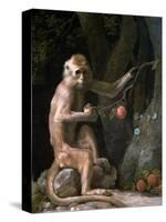 Portrait of a Monkey Dated 1774-George Stubbs-Stretched Canvas