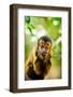 Portrait of a Monkey, Johannesburg, South Africa, Africa-Laura Grier-Framed Photographic Print