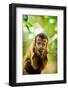 Portrait of a Monkey, Johannesburg, South Africa, Africa-Laura Grier-Framed Photographic Print