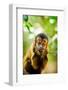 Portrait of a Monkey, Johannesburg, South Africa, Africa-Laura Grier-Framed Photographic Print