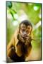 Portrait of a Monkey, Johannesburg, South Africa, Africa-Laura Grier-Mounted Photographic Print