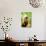 Portrait of a Monkey, Johannesburg, South Africa, Africa-Laura Grier-Photographic Print displayed on a wall