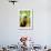 Portrait of a Monkey, Johannesburg, South Africa, Africa-Laura Grier-Framed Photographic Print displayed on a wall