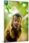 Portrait of a Monkey, Johannesburg, South Africa, Africa-Laura Grier-Mounted Photographic Print