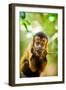 Portrait of a Monkey, Johannesburg, South Africa, Africa-Laura Grier-Framed Photographic Print