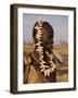 Portrait of a Mursi Woman with Clay Lip Plate, Lower Omo Valley, Ethiopia-Gavin Hellier-Framed Photographic Print