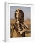 Portrait of a Mursi Woman with Clay Lip Plate, Lower Omo Valley, Ethiopia-Gavin Hellier-Framed Photographic Print