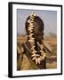 Portrait of a Mursi Woman with Clay Lip Plate, Lower Omo Valley, Ethiopia-Gavin Hellier-Framed Photographic Print