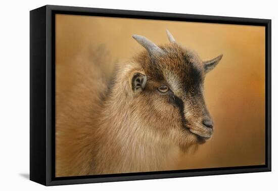 Portrait of a Nubian Dwarf Goat-Jai Johnson-Framed Stretched Canvas