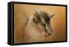 Portrait of a Nubian Dwarf Goat-Jai Johnson-Framed Stretched Canvas