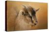Portrait of a Nubian Dwarf Goat-Jai Johnson-Stretched Canvas