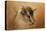 Portrait of a Nubian Dwarf Goat-Jai Johnson-Stretched Canvas