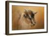 Portrait of a Nubian Dwarf Goat-Jai Johnson-Framed Giclee Print