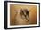 Portrait of a Nubian Dwarf Goat-Jai Johnson-Framed Giclee Print