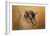 Portrait of a Nubian Dwarf Goat-Jai Johnson-Framed Giclee Print