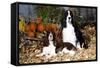 Portrait of a Pair of Show-Type English Springer Spaniels-Lynn M^ Stone-Framed Stretched Canvas