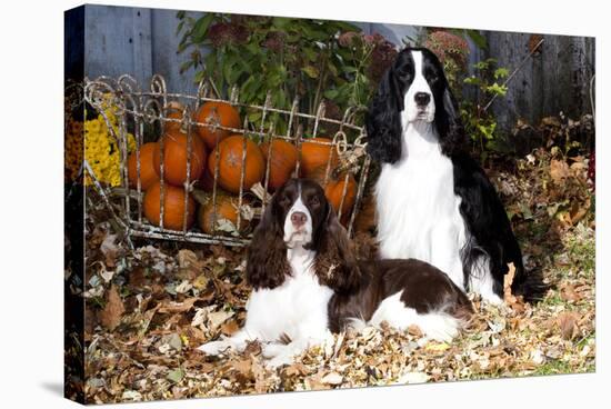 Portrait of a Pair of Show-Type English Springer Spaniels-Lynn M^ Stone-Stretched Canvas