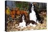 Portrait of a Pair of Show-Type English Springer Spaniels-Lynn M^ Stone-Stretched Canvas