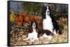 Portrait of a Pair of Show-Type English Springer Spaniels-Lynn M^ Stone-Framed Stretched Canvas