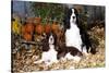 Portrait of a Pair of Show-Type English Springer Spaniels-Lynn M^ Stone-Stretched Canvas
