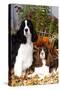 Portrait of a Pair of Show-Type English Springer Spaniels-Lynn M^ Stone-Stretched Canvas