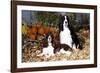 Portrait of a Pair of Show-Type English Springer Spaniels-Lynn M^ Stone-Framed Photographic Print