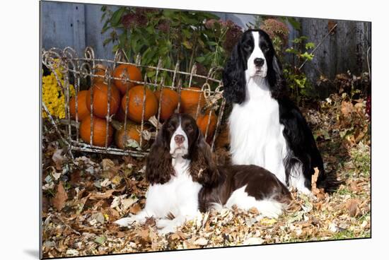 Portrait of a Pair of Show-Type English Springer Spaniels-Lynn M^ Stone-Mounted Photographic Print