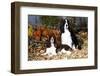 Portrait of a Pair of Show-Type English Springer Spaniels-Lynn M^ Stone-Framed Photographic Print