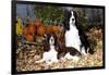Portrait of a Pair of Show-Type English Springer Spaniels-Lynn M^ Stone-Framed Photographic Print
