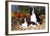 Portrait of a Pair of Show-Type English Springer Spaniels-Lynn M^ Stone-Framed Photographic Print