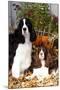 Portrait of a Pair of Show-Type English Springer Spaniels-Lynn M^ Stone-Mounted Photographic Print