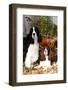 Portrait of a Pair of Show-Type English Springer Spaniels-Lynn M^ Stone-Framed Photographic Print