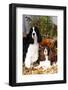 Portrait of a Pair of Show-Type English Springer Spaniels-Lynn M^ Stone-Framed Photographic Print