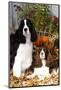 Portrait of a Pair of Show-Type English Springer Spaniels-Lynn M^ Stone-Mounted Photographic Print