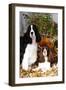 Portrait of a Pair of Show-Type English Springer Spaniels-Lynn M^ Stone-Framed Photographic Print