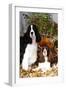 Portrait of a Pair of Show-Type English Springer Spaniels-Lynn M^ Stone-Framed Photographic Print