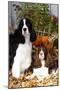 Portrait of a Pair of Show-Type English Springer Spaniels-Lynn M^ Stone-Mounted Photographic Print