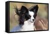 Portrait of a Papillon sitting in the wind.-Zandria Muench Beraldo-Framed Stretched Canvas