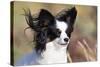 Portrait of a Papillon sitting in the wind.-Zandria Muench Beraldo-Stretched Canvas