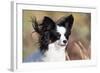 Portrait of a Papillon sitting in the wind.-Zandria Muench Beraldo-Framed Photographic Print