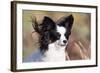 Portrait of a Papillon sitting in the wind.-Zandria Muench Beraldo-Framed Photographic Print