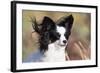 Portrait of a Papillon sitting in the wind.-Zandria Muench Beraldo-Framed Photographic Print