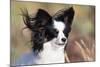 Portrait of a Papillon sitting in the wind.-Zandria Muench Beraldo-Mounted Photographic Print