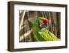 Portrait of a Parrot-Zandria Muench Beraldo-Framed Photographic Print