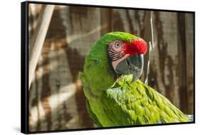 Portrait of a Parrot-Zandria Muench Beraldo-Framed Stretched Canvas